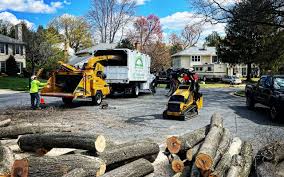 How Our Tree Care Process Works  in  Eagleview, PA