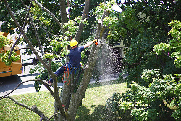 Eagleview, PA Tree Care Company